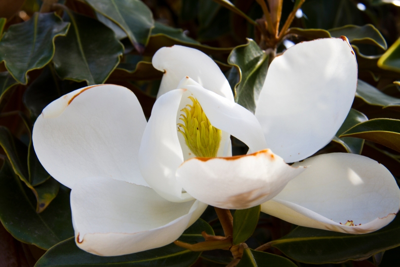 A magnolia blossom hides the seed pod